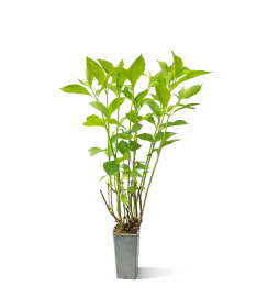 Garten-Hortensie 'Mariesii Perfecta' 4L