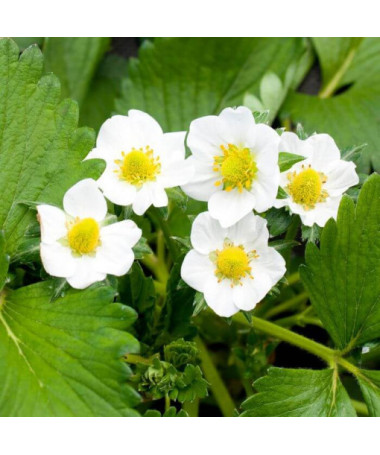 Gelbe Walderdbeere 'Yellow Wonder' Topf, P9