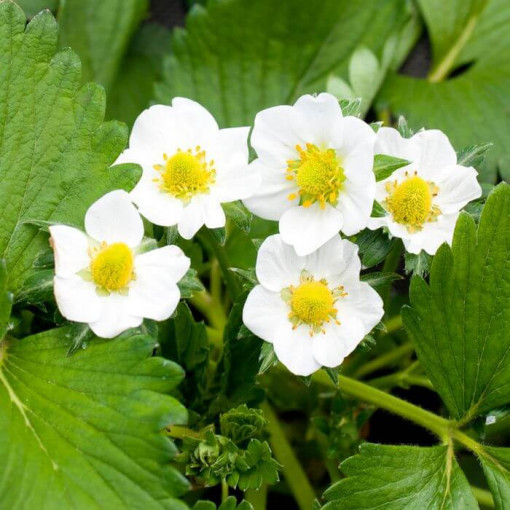 Gelbe Walderdbeere 'Yellow Wonder' Topf, P9