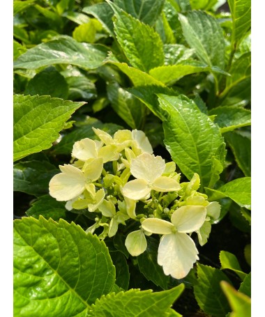 Garten-Hortensie 'Mariesii Perfecta' 4L