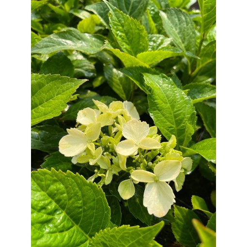 Garten-Hortensie 'Mariesii Perfecta' 4L