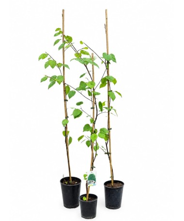 Himalaya-Birke ‘Doorenbos’ (Betula) C2