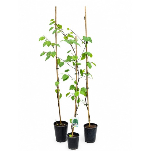 Himalaya-Birke ‘Doorenbos’ (Betula) C2