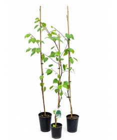 Himalaya-Birke ‘Doorenbos’ (Betula) C2