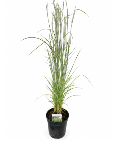 Calamagrostis × acutiflora ‘Overdam’ – Garten‑Reitgras (C 2,5)