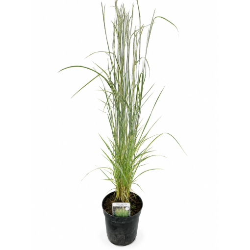 Calamagrostis × acutiflora ‘Overdam’ – Garten‑Reitgras (C 2,5)