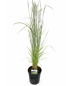 Calamagrostis × acutiflora ‘Overdam’ – Garten‑Reitgras (C 2,5)
