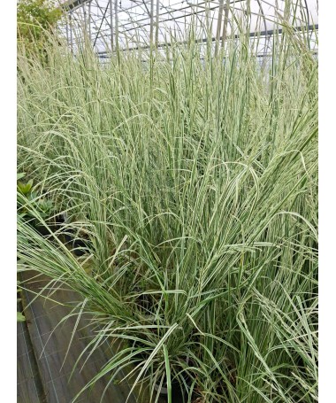Calamagrostis × acutiflora ‘Overdam’ – Garten‑Reitgras (C 2,5)