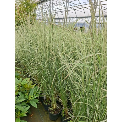 Calamagrostis × acutiflora ‘Overdam’ – Garten‑Reitgras (C 2,5)