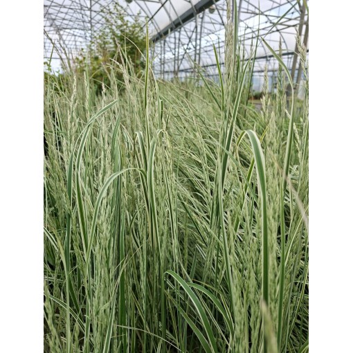Calamagrostis × acutiflora ‘Overdam’ – Garten‑Reitgras (C 2,5)