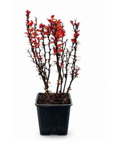 Berberitze 'Red Pillar' P9/C1