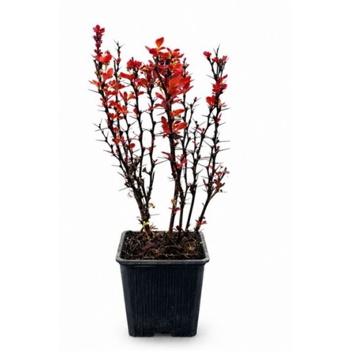 Berberitze 'Red Pillar' P9/C1