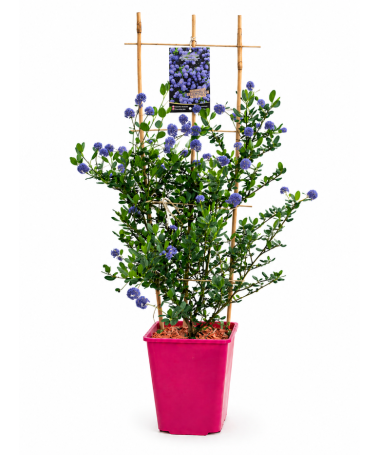 Blaue Säckelblume ‘Victoria’ Topf 6L