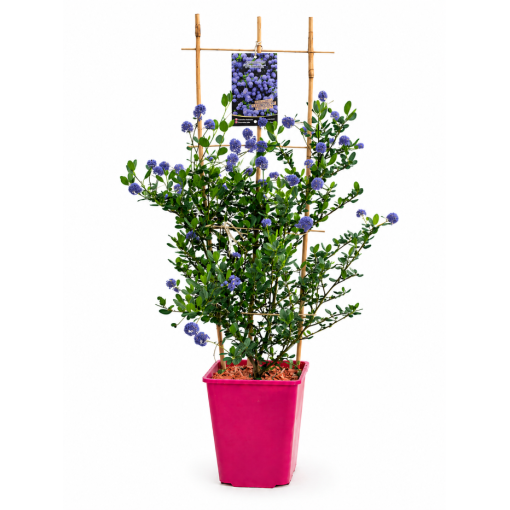 Blaue Säckelblume ‘Victoria’ Topf 6L