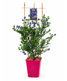 Blaue Säckelblume ‘Victoria’ Topf 6L