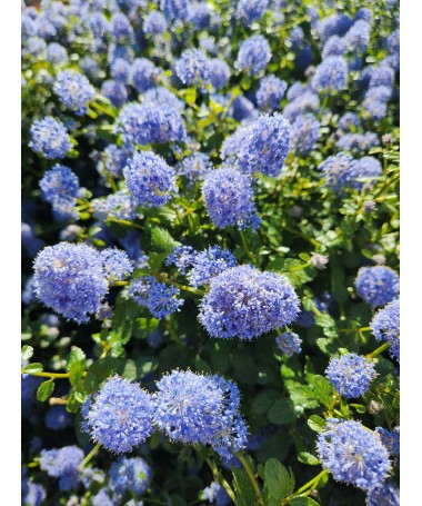 Blaue Säckelblume ‘Victoria’ Topf 6L