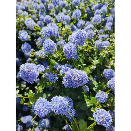 Blaue Säckelblume ‘Victoria’ Topf 6L