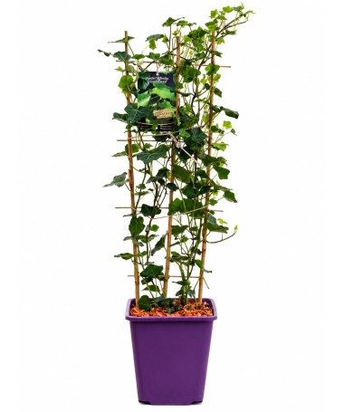Irischer Efeu, 6L