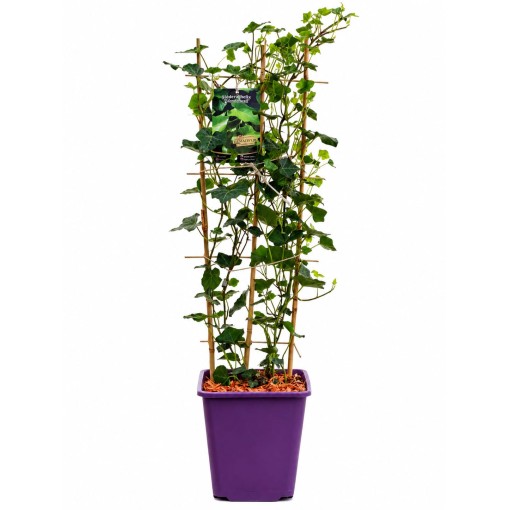 Irischer Efeu, 6L
