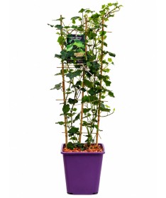 Irischer Efeu, 6L