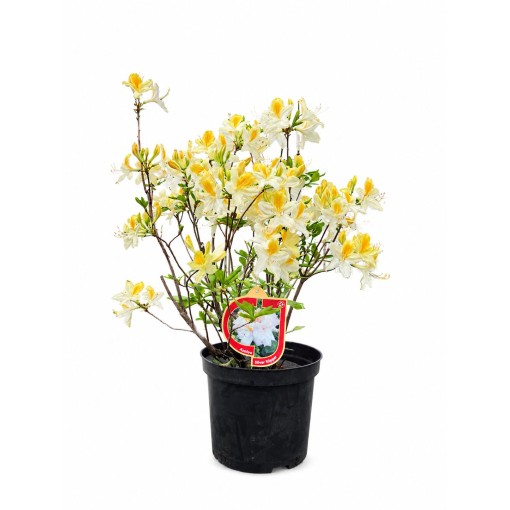 Rhododendron (Azalee) Silver Slipper Container C5