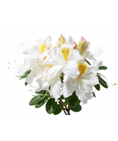 Rhododendron (Azalee) Silver Slipper Container C5