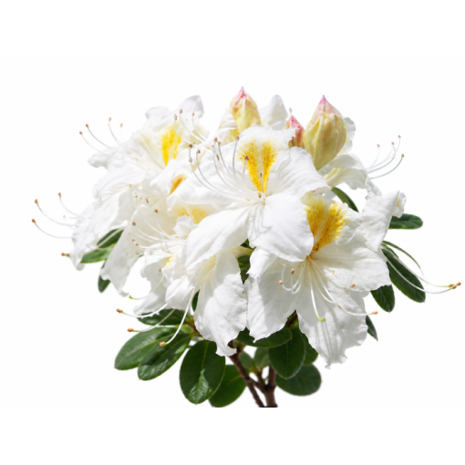 Rhododendron (Azalee) Silver Slipper Container C5