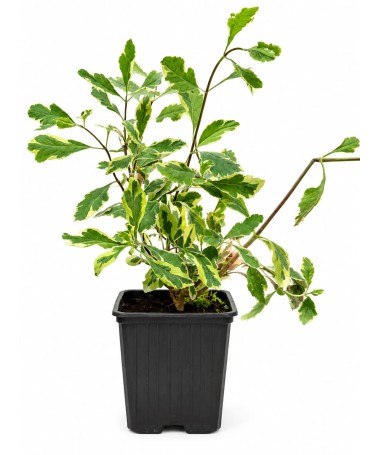 Lonicera heckrottii ‘Variegata’ Topf P9/C1