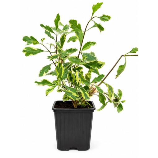 Lonicera heckrottii ‘Variegata’ Topf P9/C1