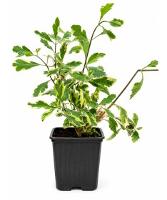 Lonicera heckrottii ‘Variegata’ Topf P9/C1