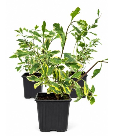 Lonicera heckrottii ‘Variegata’ Topf P9/C1