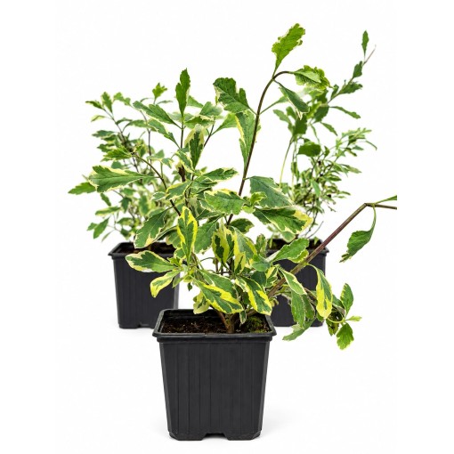 Lonicera heckrottii ‘Variegata’ Topf P9/C1