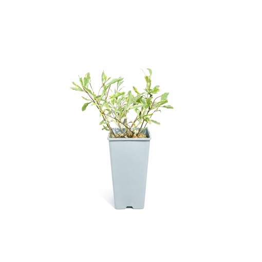 Lonicera heckrottii ‘Variegata’ Topf P9/C1