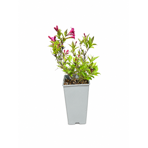 Weigelie ‘Minuet’ Topf P9/C1
