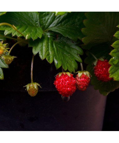 Walderdbeere Regina Topf, P9