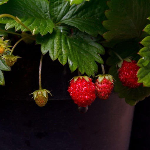 Walderdbeere Regina Topf, P9