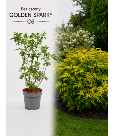 Schwarzer Holunder Golden Spark® C6