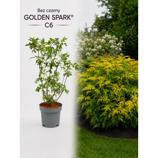 Schwarzer Holunder Golden Spark® C6