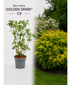 Schwarzer Holunder Golden Spark® C6