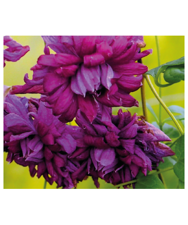 Clematis Mary Rose C2