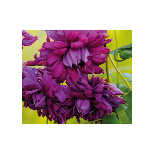 Clematis Mary Rose C2