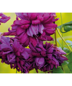 Clematis Mary Rose C2