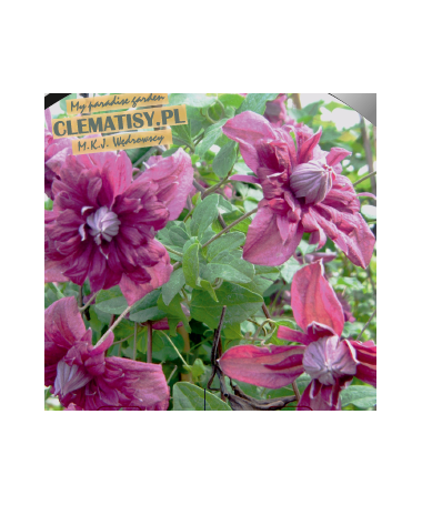 Clematis Mary Rose C2