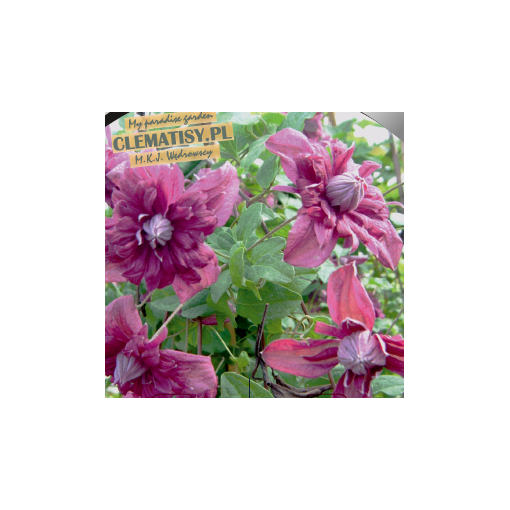 Clematis Mary Rose C2