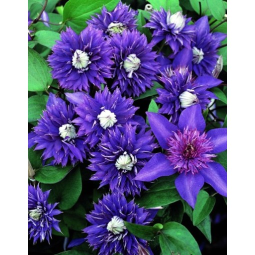 Clematis ‘Kokonoe’ ® P9/C1