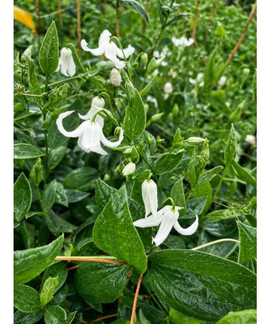 Clematis ‘Alba’ C4