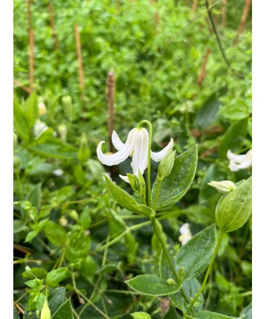 Clematis ‘Alba’ C4