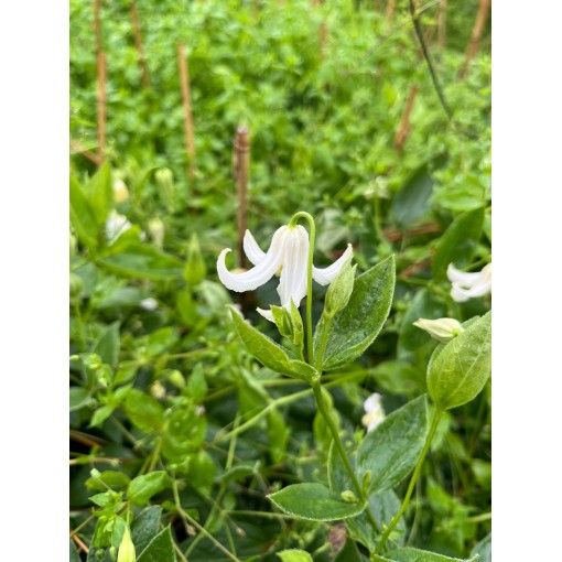 Clematis ‘Alba’ C4