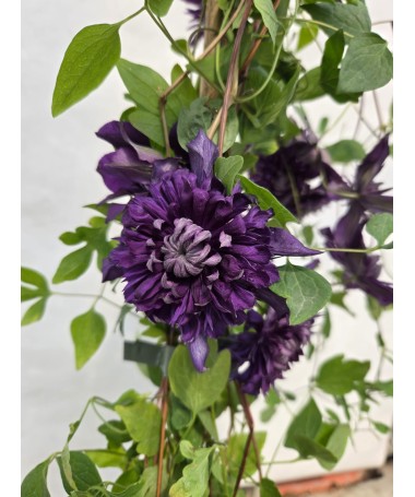 Clematis ‘Kokonoe’® C4