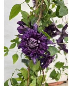 Clematis ‘Kokonoe’® C4
